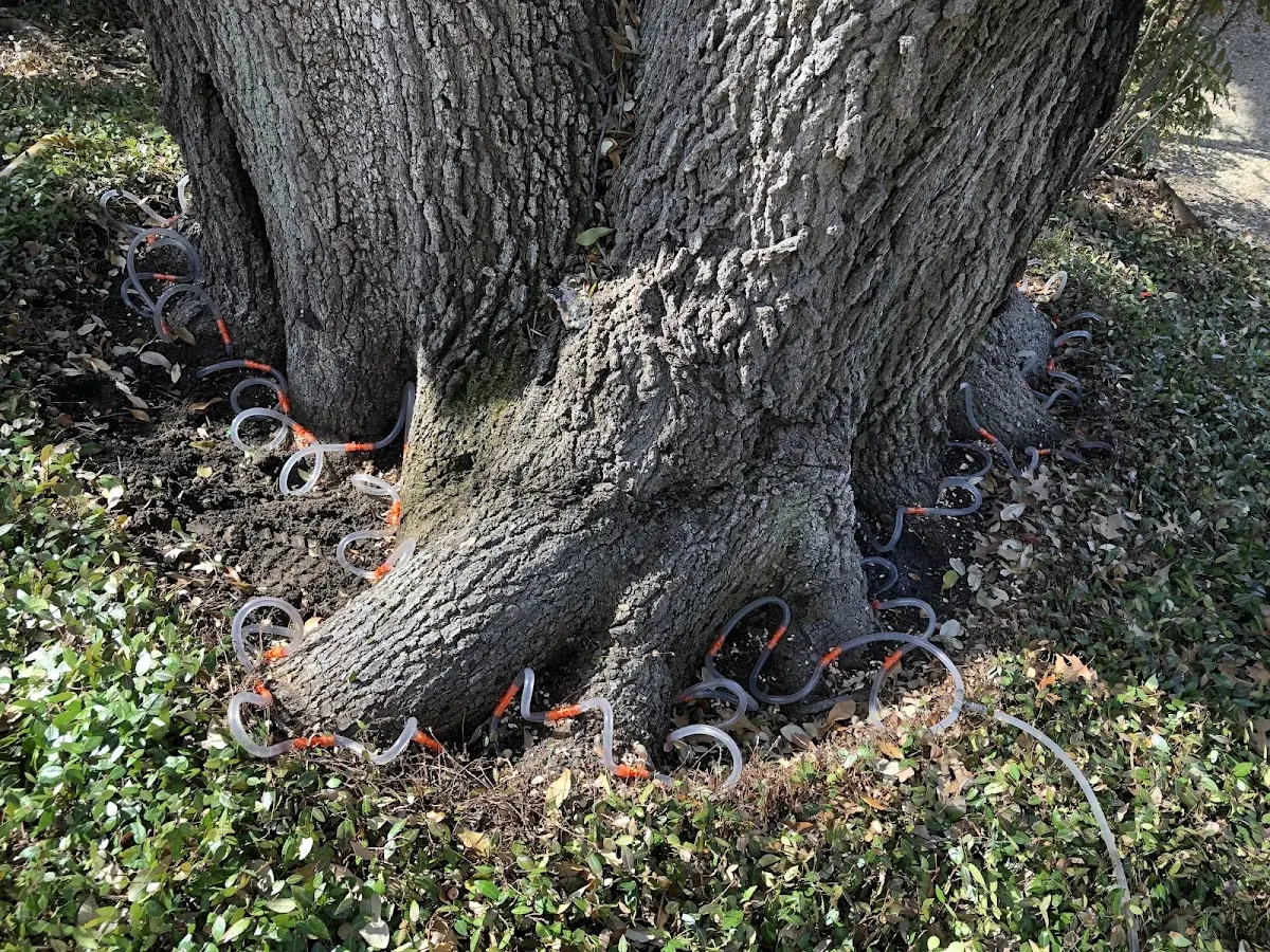 Detailed Tree Cabling and Bracing job site in Wishram